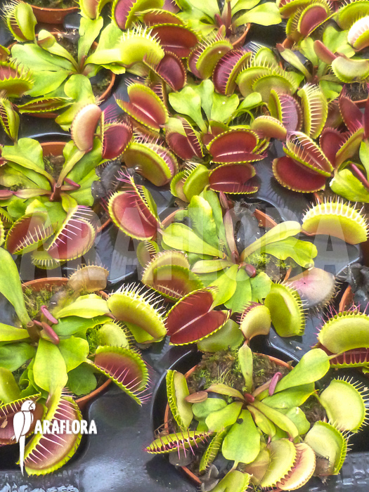 Dionaea muscipula Jumbo