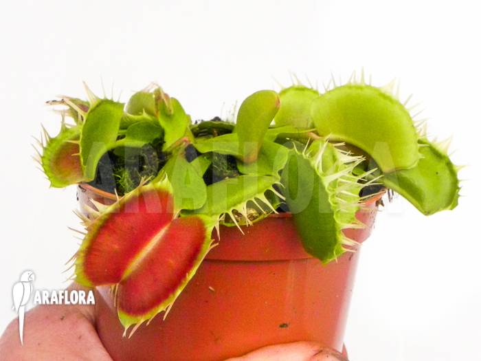 Dionaea muscipula King Kong