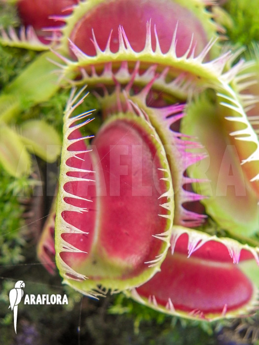 Dionaea muscipula ‘Korrigans’ Starter