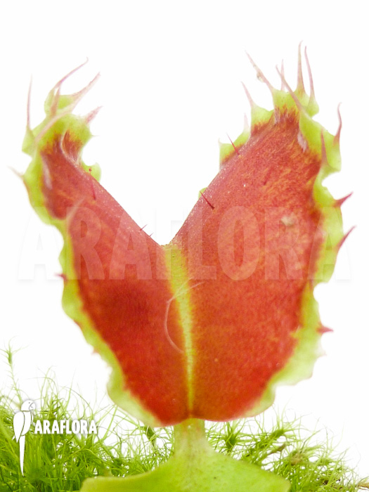 Dionaea muscipula Kuga