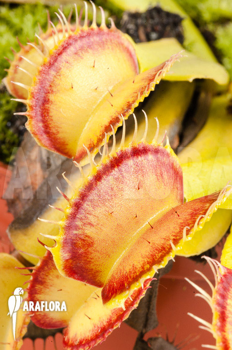Dionaea muscipula ‘Linda’