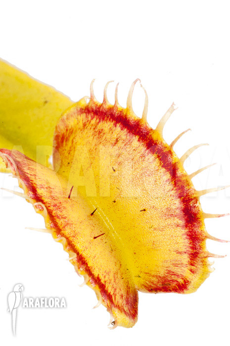 Dionaea muscipula ‘Linda’