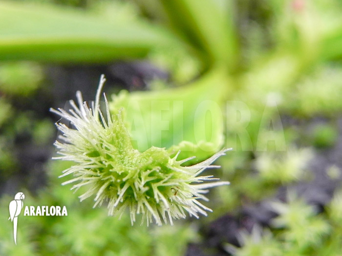 Dionaea muscipula ‘New Pom Pom’