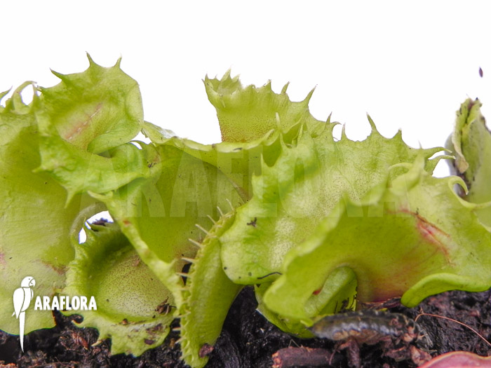 Dionaea muscipula ‘Nicky’