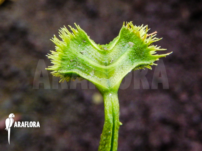 Dionaea muscipula Pincushion