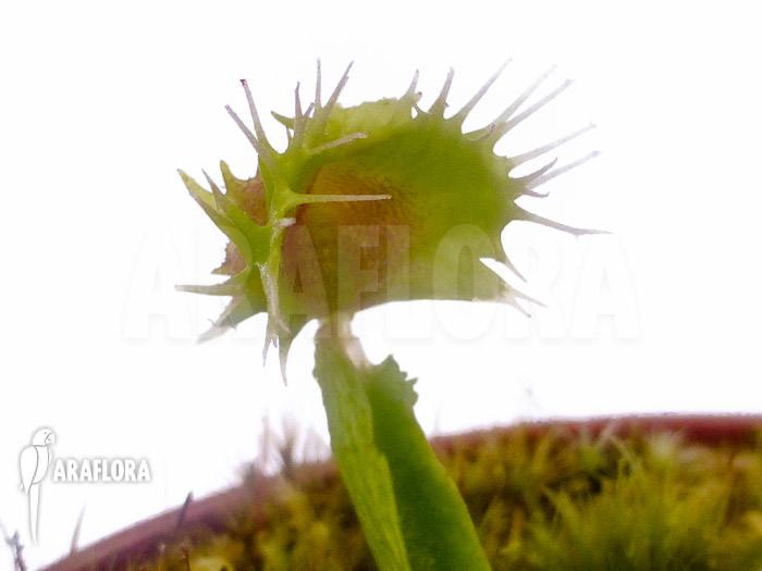 Dionaea muscipula ‘Pincushion’ ‘XL’
