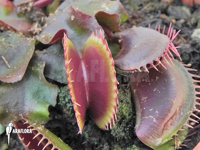 Dionaea muscipula ‘Poland red’