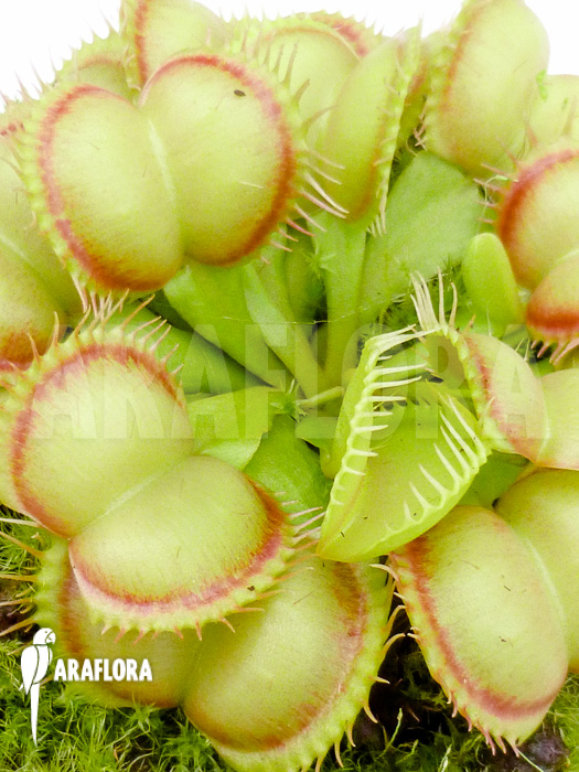 Dionaea muscipula Red Flame