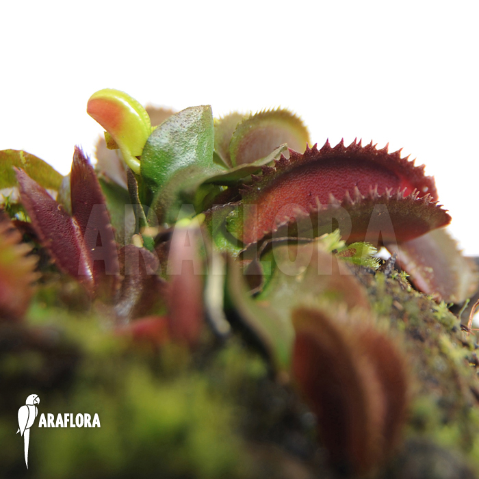 Dionaea muscipula ‘Red piranha’