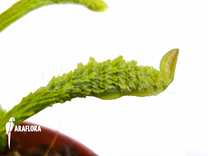 Dionaea muscipula ‘Schuppenstiel Thomas’