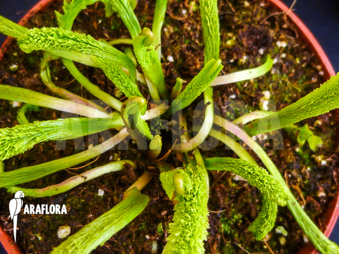 Dionaea muscipula ‘Schuppenstiel Thomas’