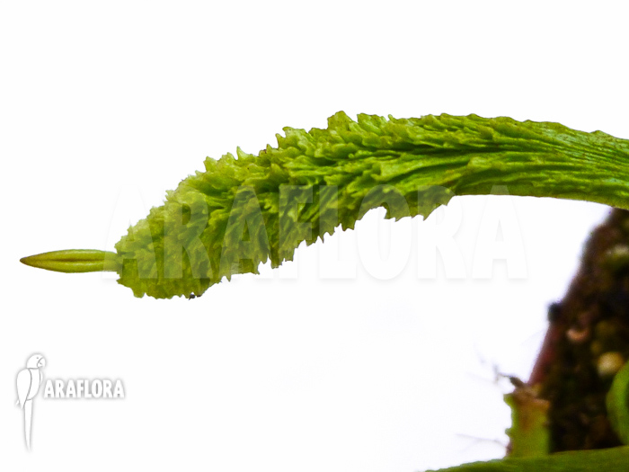 Dionaea muscipula ‘Schuppenstiel Thomas’