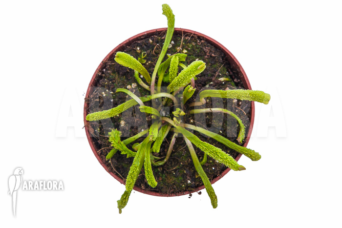 Dionaea muscipula ‘Schuppenstiel Thomas’