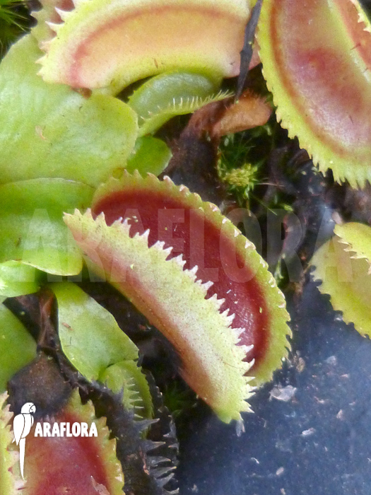 Dionaea muscipula ‘Shark teeth’