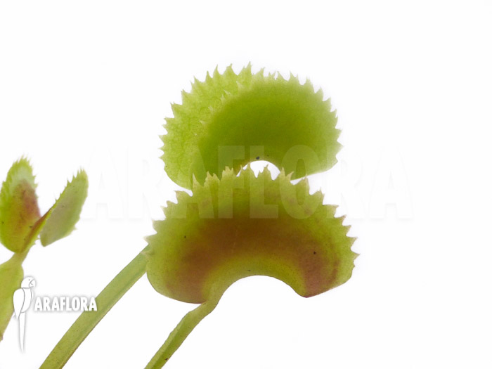 Dionaea muscipula ‘Shark teeth’