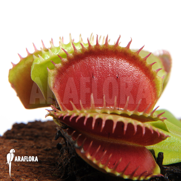 Dionaea muscipula ‘Short teeth’