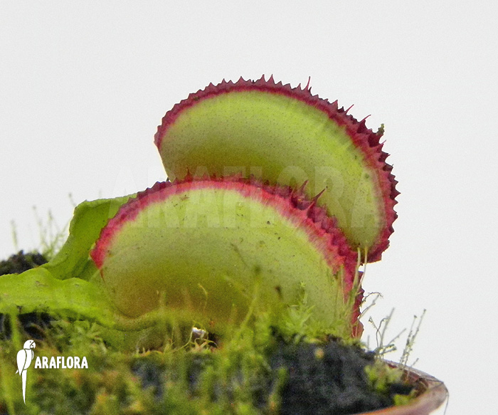 Dionaea muscipula ‘Space’