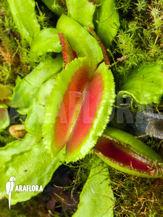 Dionaea muscipula ‘Space’ starter
