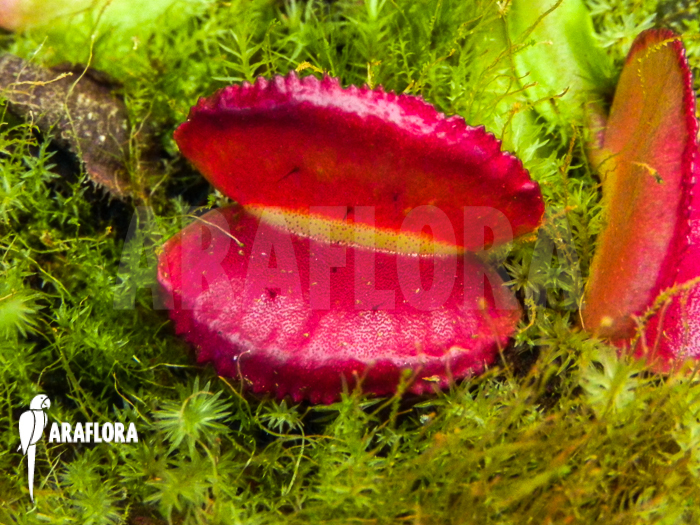 Dionaea muscipula ‘Space’ starter