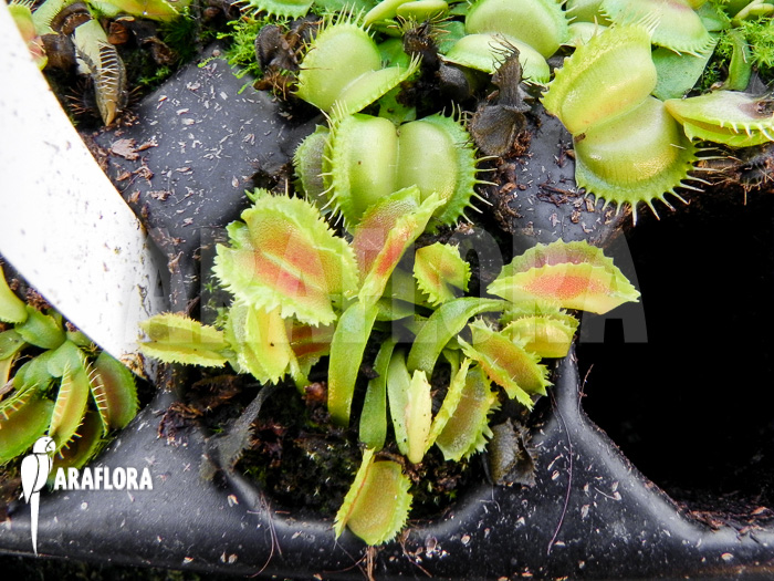Dionaea-muscipula-Space-starter-5