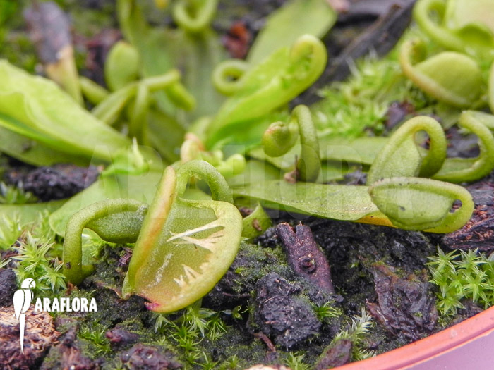 Dionaea muscipula ‘Spaghetti’