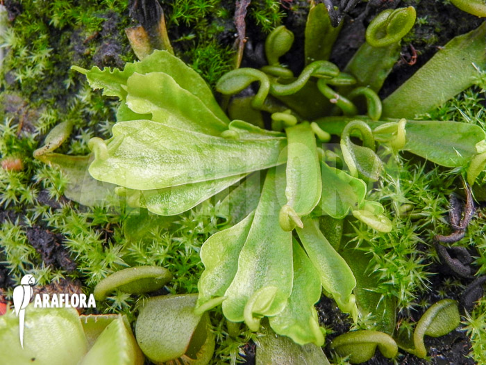 Dionaea muscipula ‘Spaghetti’