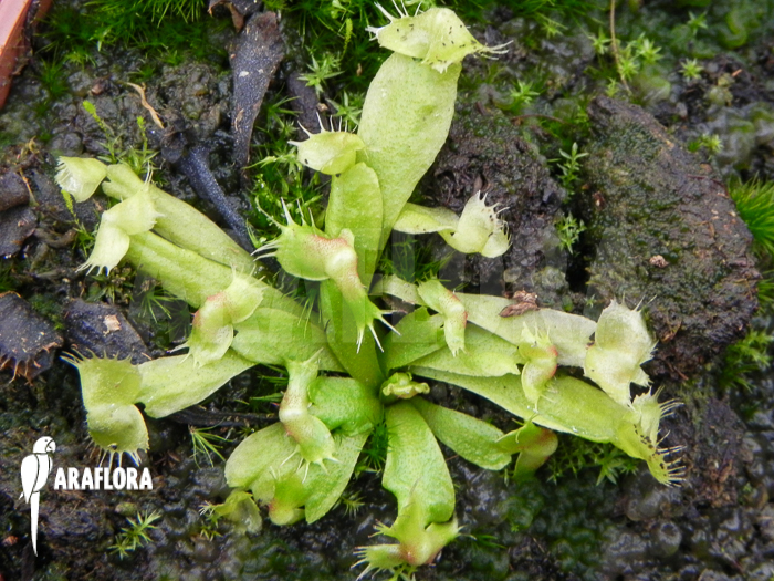 Dionaea muscipula ‘Spiderman’