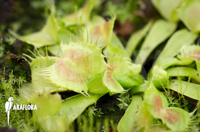 Dionaea muscipula ‘Spiderman’