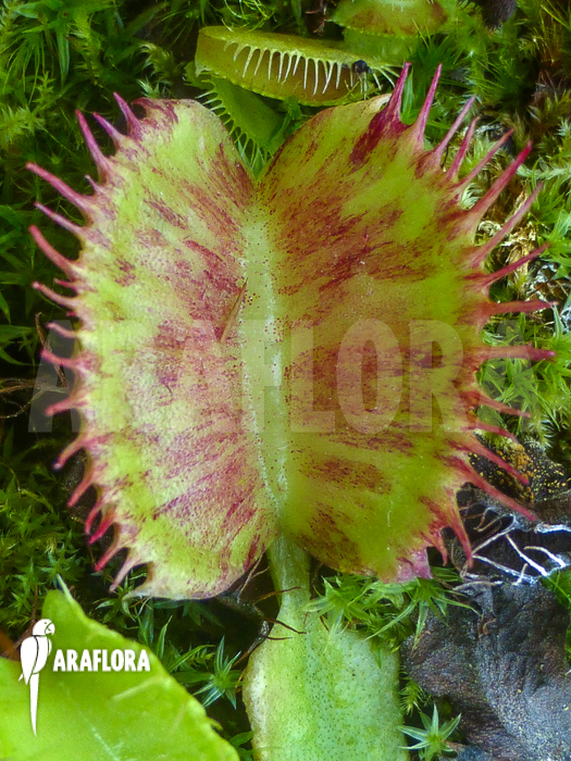 Dionaea muscipula Spotify