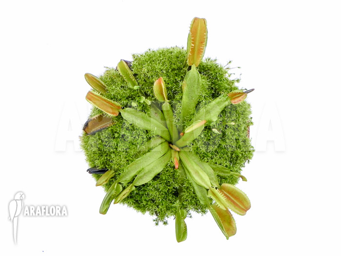 Dionaea muscipula ‘Star dust’