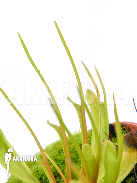 Dionaea muscipula ‘Stingray’