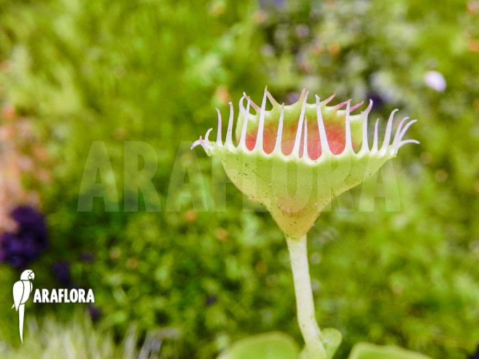 Dionaea muscipula Talking