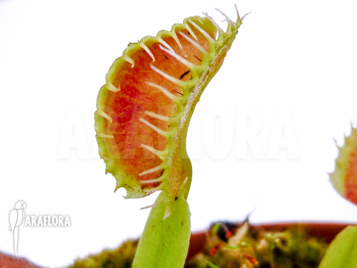 Dionaea muscipula Toy Boy
