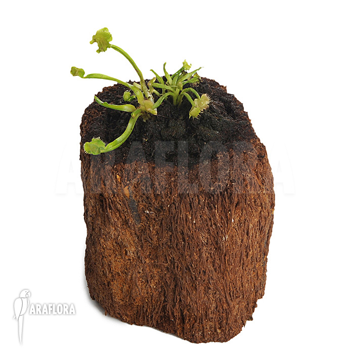 Dionaea muscipula ‘Tremor’