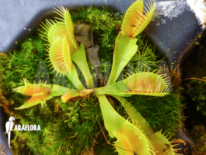 Dionaea muscipula ‘Tremor ‘Starter’