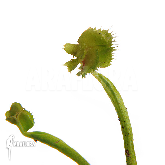 Dionaea muscipula ‘Tremor’ trap example