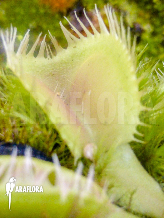 Dionaea muscipula ‘Triton’