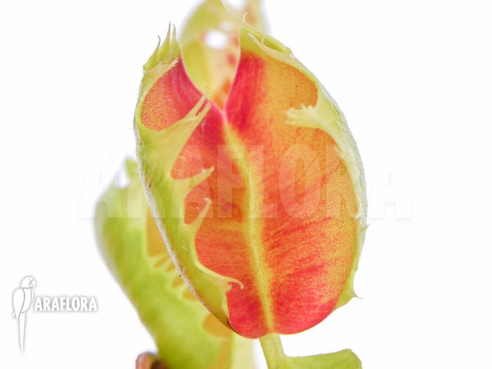 Dionaea muscipula ‘Trump’