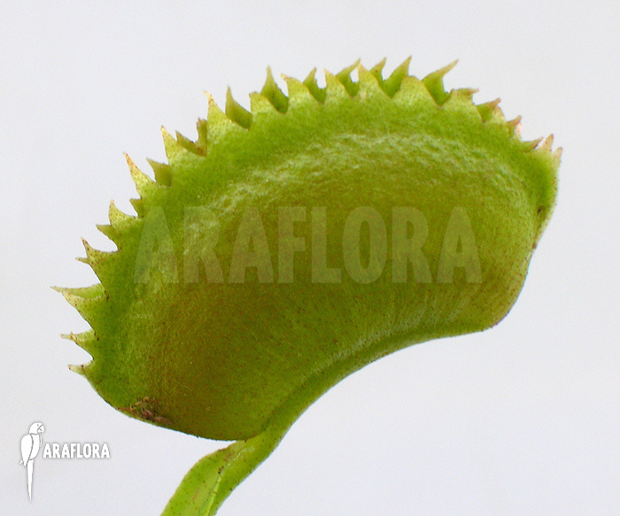 Dionaea muscipula ‘UK sawtooth I’