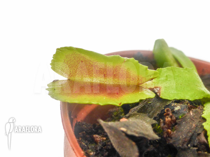Dionaea muscipula ‘Wacky Traps’