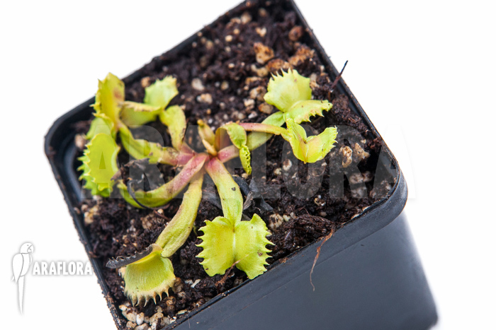Dionaea muscipula ‘Werewolf’
