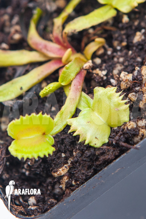 Dionaea muscipula ‘Werewolf’