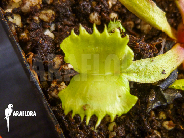 Dionaea muscipula ‘Werewolf’