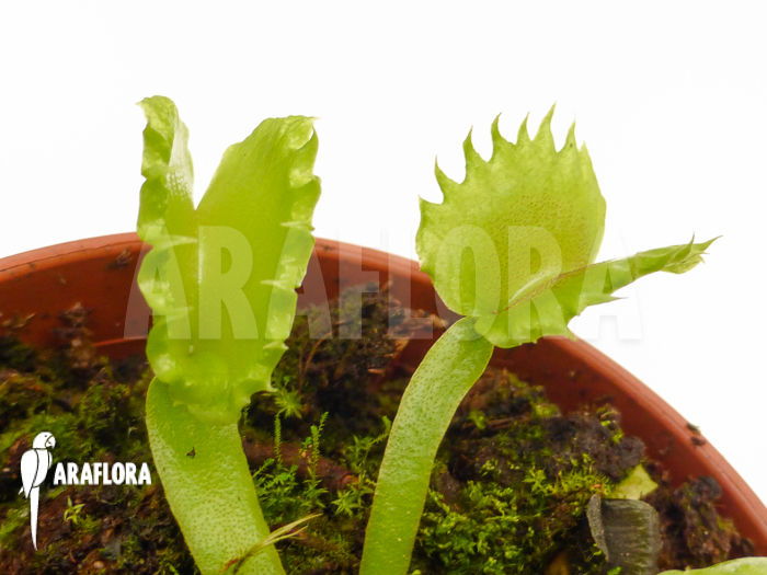 Dionaea muscipula ‘Werewolf’ ‘Starter’