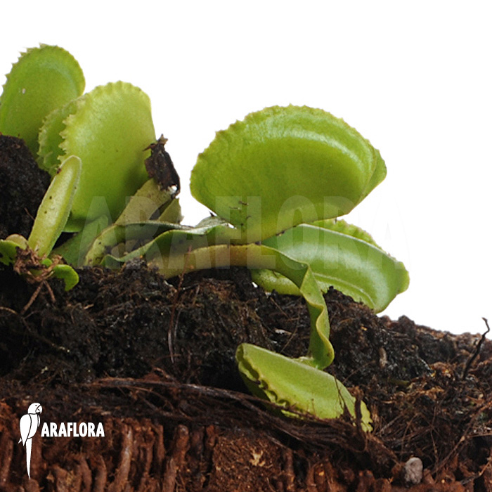 Dionaea muscipula ‘Whale’