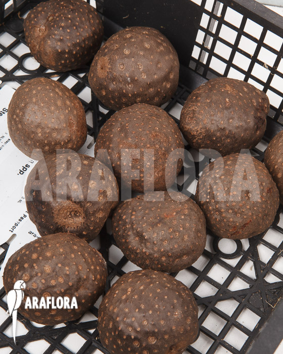 Dioscorea bulbifera ‘L’