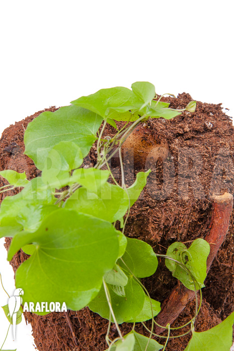 Dioscorea elephantipes ‘S’