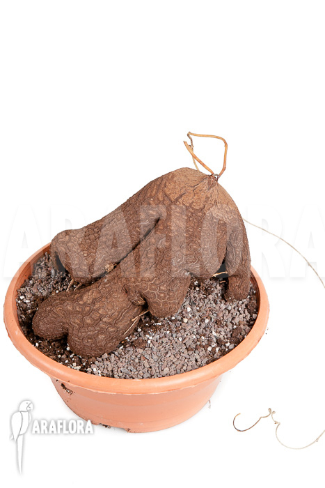 Dioscorea sylvatica 1