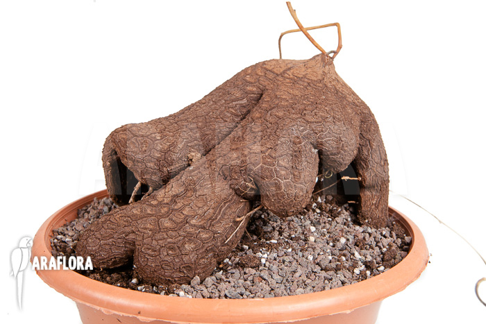 Dioscorea sylvatica 1