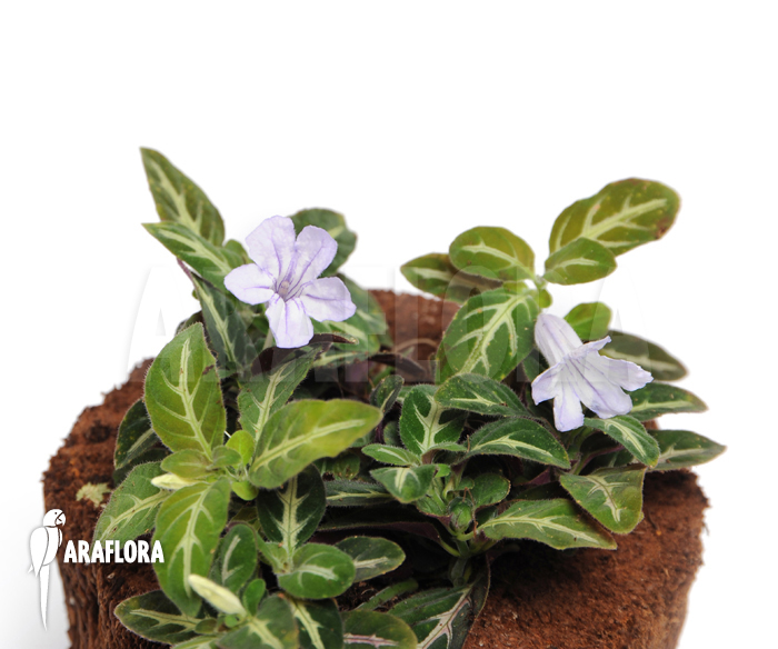 Dipteracanthus devosianus